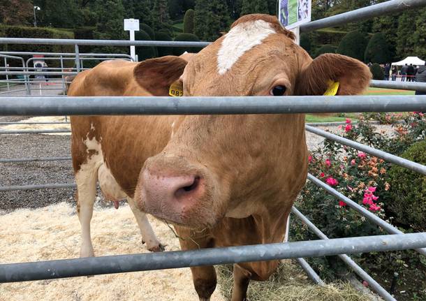 Torna Agrivarese, e culinaria si sposta ad Angera